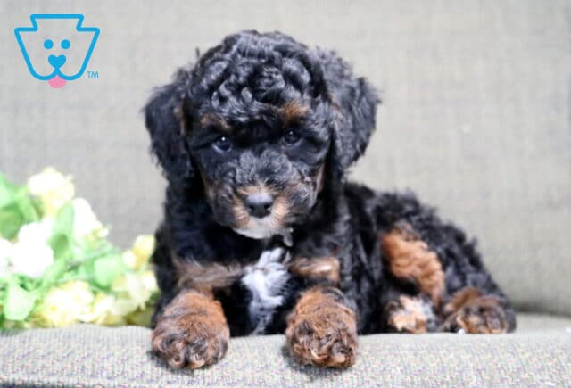 Storm Mini Poodle2 image