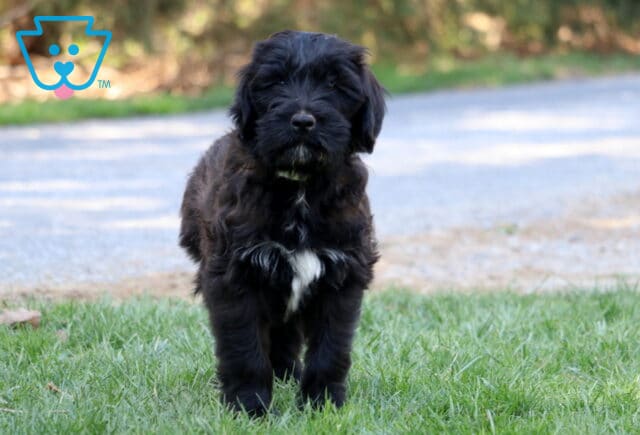 Stormy Poodle MIx image