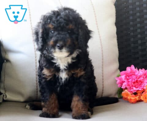 Strawberry Mini Bernedoodle