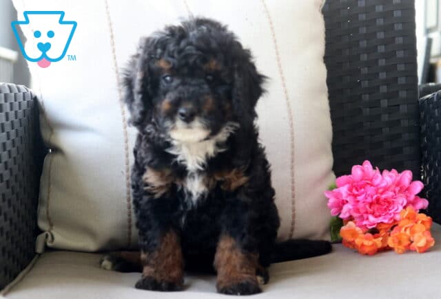 Strawberry Mini Bernedoodle image