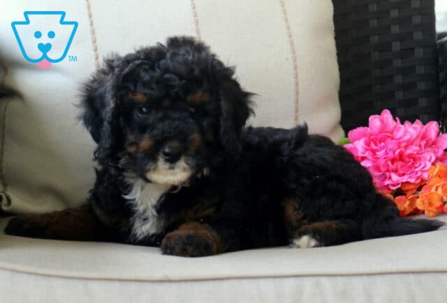 Strawberry Mini Bernedoodle2 image