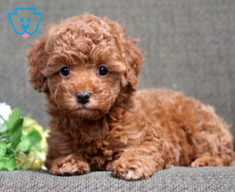 Sugar Mini Poodle