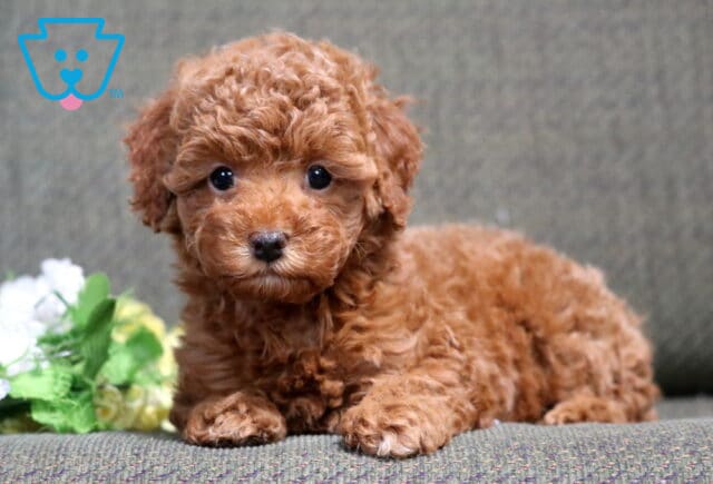 Sugar Mini Poodle image