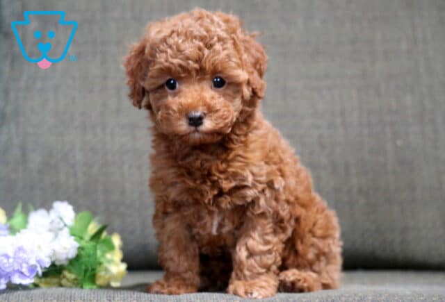 Sugar Mini Poodle2 image