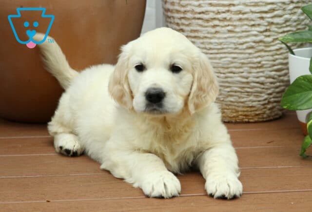 Summer Golden2 image