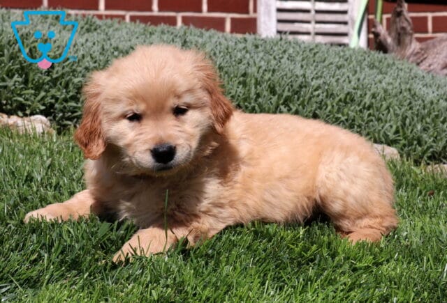 Summer Golden2 image