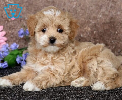 Apricot Maltipoo puppy lying on a dark carpet with a curly fluffy coat, posed beside colorful flowers against a soft stone background