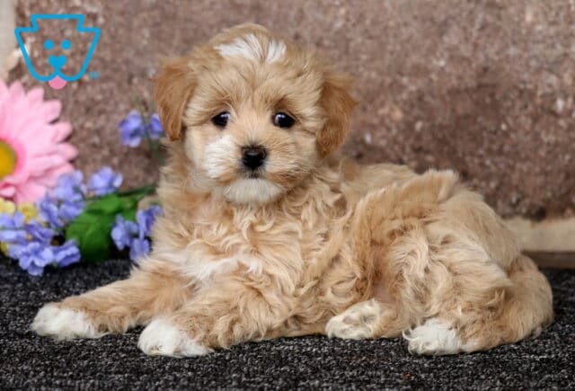 Apricot Maltipoo puppy lying on a dark carpet with a curly fluffy coat, posed beside colorful flowers against a soft stone background image