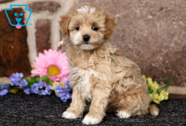 Curly apricot Maltipoo puppy sitting upright on a dark carpet, fluffy coat and bright eyes, posed beside colorful spring flowers against a stone backdrop image