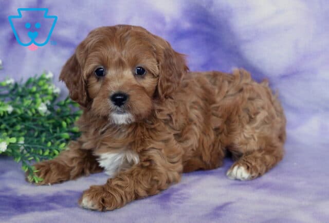 Susie Cavapoo image