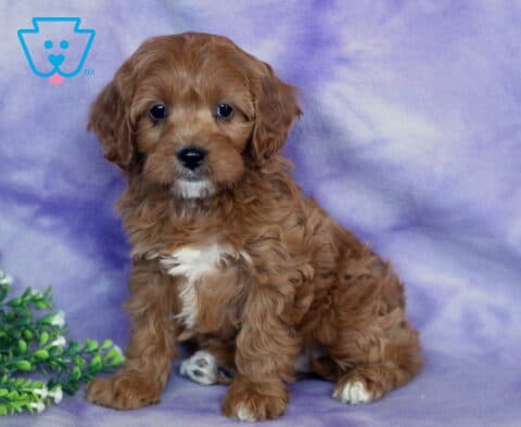 Susie Cavapoo2