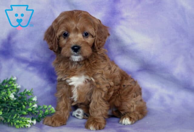 Susie Cavapoo2 image