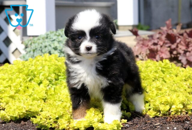 Mini Australian Shepherd puppy with a black tri coat standing in bright yellow garden flowers, looking sweet and attentive outdoors image