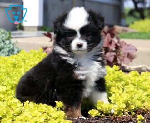 Mini Australian Shepherd puppy with a fluffy black tri coat sitting in a bed of bright yellow greenery, gazing calmly in a sunny outdoor setting