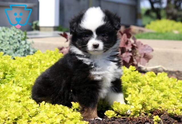 Mini Australian Shepherd puppy with a fluffy black tri coat sitting in a bed of bright yellow greenery, gazing calmly in a sunny outdoor setting image
