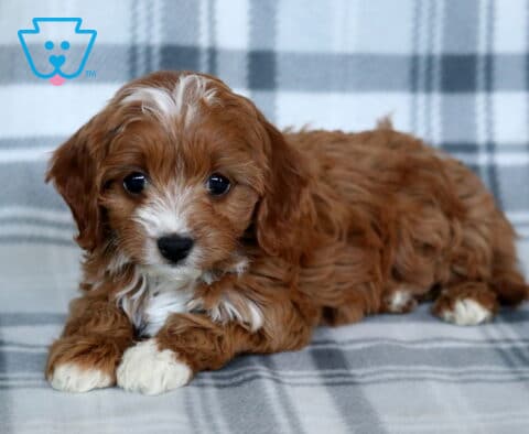 Taffy Cavapoo
