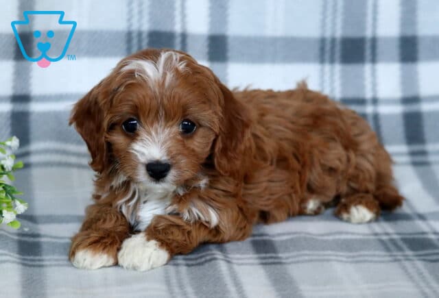 Taffy Cavapoo image