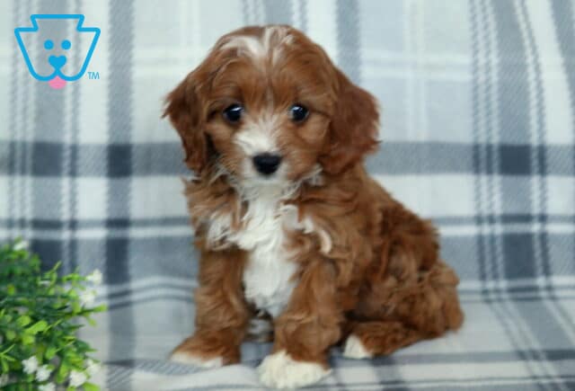 Taffy Cavapoo2 image