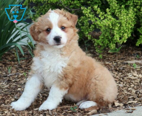 Teddy Mini Bernedoodle