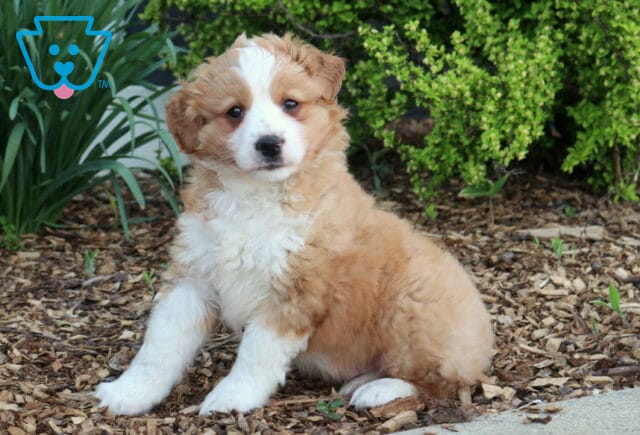 Teddy Mini Bernedoodle image