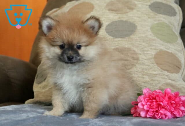 Fluffy Pomeranian puppy with a soft tan and cream coat and darker face markings sitting on a cozy couch beside a bright pink flower, looking sweet and curious with a teddy bear appearance image