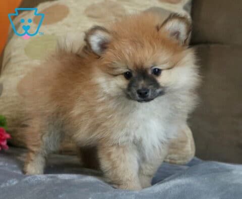 Adorable Pomeranian puppy with a fluffy tan and cream coat and dark facial mask standing on a soft couch blanket, posing beside a pink flower with a playful and curious expression