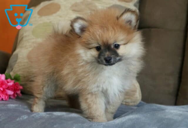 Adorable Pomeranian puppy with a fluffy tan and cream coat and dark facial mask standing on a soft couch blanket, posing beside a pink flower with a playful and curious expression image