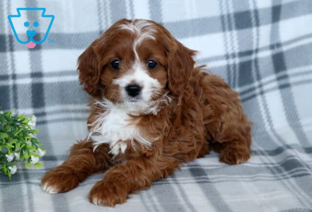 Tessa Cavapoo image