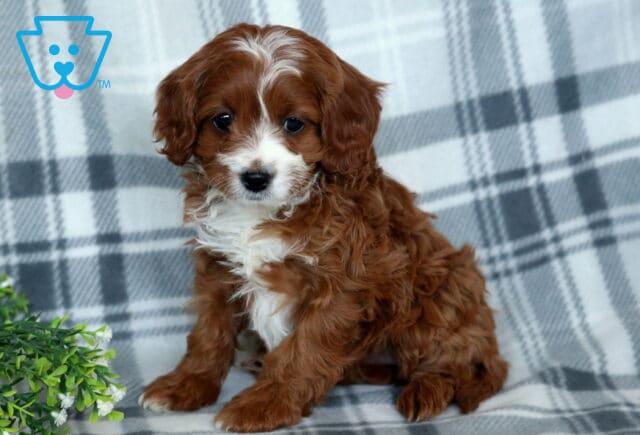 Tessa Cavapoo2 image