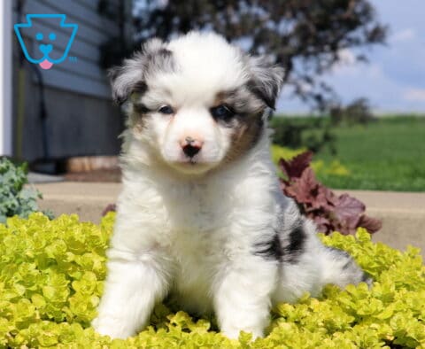 Mini Australian Shepherd puppy with a blue merle coat sitting in bright yellow garden foliage, looking gentle and fluffy in a sunny outdoor setting