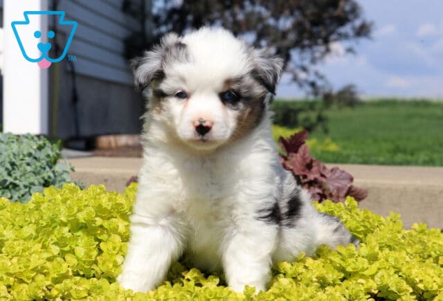 Mini Australian Shepherd puppy with a blue merle coat sitting in bright yellow garden foliage, looking gentle and fluffy in a sunny outdoor setting image
