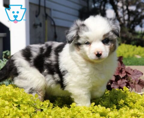 Mini Australian Shepherd puppy with a fluffy blue merle coat standing in bright yellow groundcover, gazing softly in a sunny garden setting