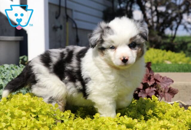 Mini Australian Shepherd puppy with a fluffy blue merle coat standing in bright yellow groundcover, gazing softly in a sunny garden setting image