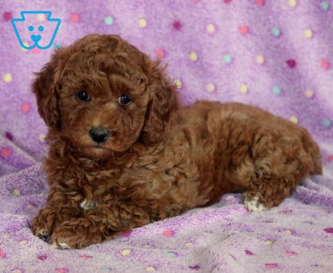 Tia Mini Poodle