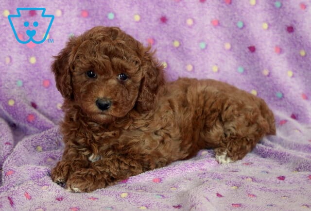 Tia Mini Poodle image