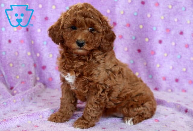 Tia Mini Poodle2 image