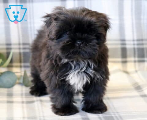 Tike Shih Tzu Retake