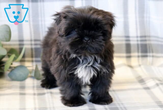 Adorable Shih Tzu puppy with a fluffy black coat and a striking white chest patch, standing sweetly on a soft plaid blanket, featuring a round face, short snout, and soft, tousled fur, with a cozy neutral backdrop and subtle greenery accents image