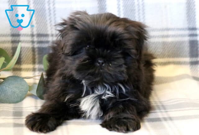 Adorable Shih Tzu puppy with a fluffy black coat and a soft white chest patch lying sweetly on a cozy plaid blanket, featuring a round face, short snout, and gentle expression, with a warm neutral backdrop and subtle greenery accents image