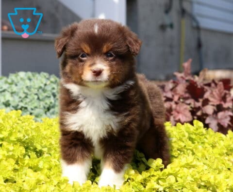 Mini Australian Shepherd puppy with a rich red tri coat standing in bright yellow garden plants, looking curious in a sunny outdoor scene