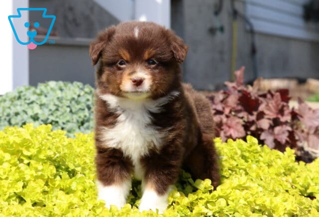 Mini Australian Shepherd puppy with a rich red tri coat standing in bright yellow garden plants, looking curious in a sunny outdoor scene image