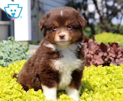 Mini Australian Shepherd puppy with a fluffy red tri coat sitting in vibrant yellow groundcover, softly gazing ahead in a bright outdoor garden setting