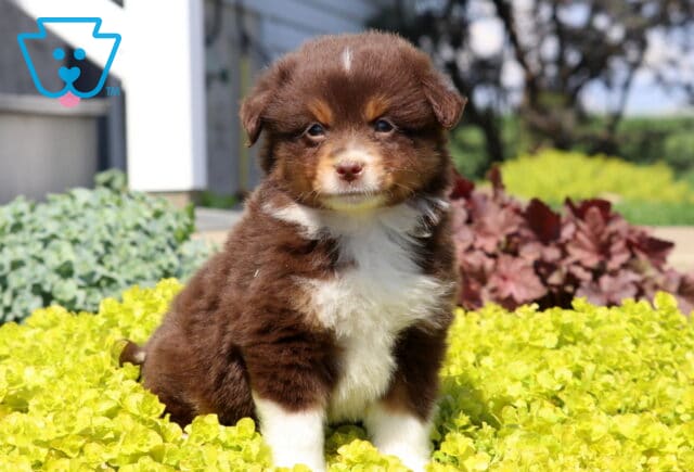 Mini Australian Shepherd puppy with a fluffy red tri coat sitting in vibrant yellow groundcover, softly gazing ahead in a bright outdoor garden setting image