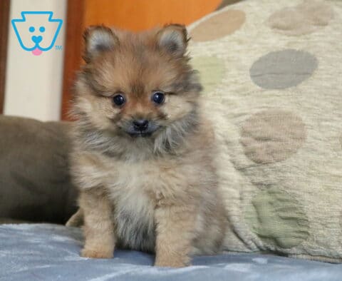 Tiny Pomeranian puppy with a fluffy tan and sable coat sitting on a soft couch blanket, featuring bright eyes, a dark facial mask, and an irresistibly cuddly teddy bear look