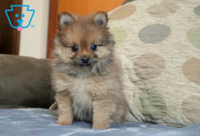 Tiny Pomeranian puppy with a fluffy tan and sable coat sitting on a soft couch blanket, featuring bright eyes, a dark facial mask, and an irresistibly cuddly teddy bear look image