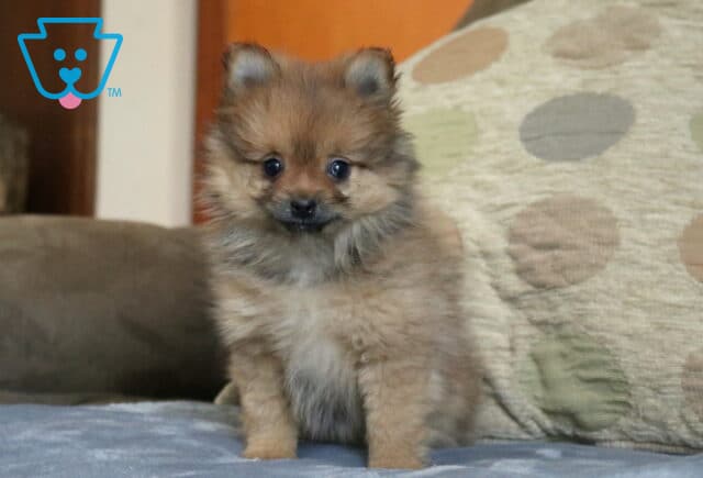 Fluffy Pomeranian puppy with a soft sable and cream coat sitting upright on a cozy couch, featuring perky ears, bright curious eyes, and a sweet teddy bear expression image