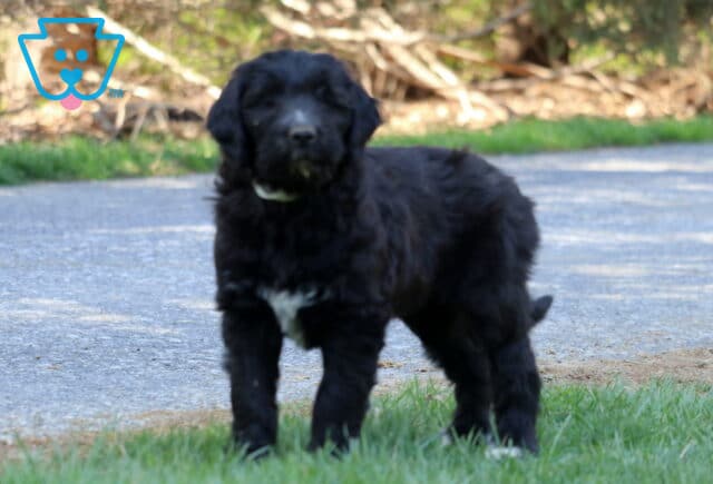 Tippy Poodle MIx image