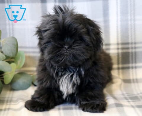 Toby Shih Tzu Retake