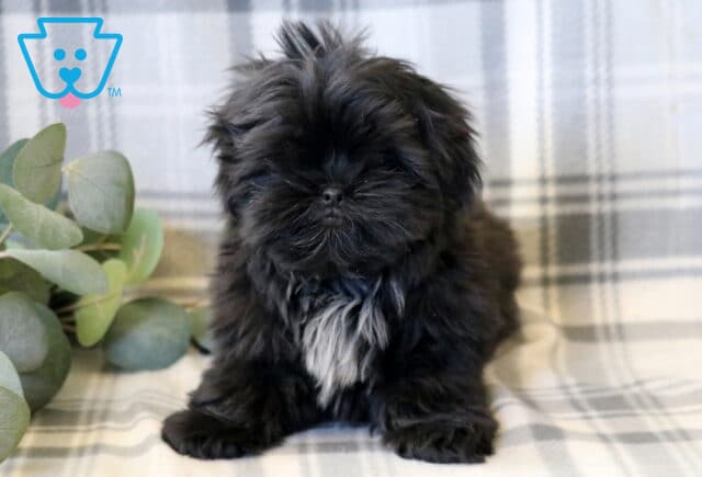 Adorable Shih Tzu puppy with a fluffy black coat and a sweet white chest patch, sitting on a soft plaid blanket, featuring a round face, short snout, and gentle expression, with a simple cozy backdrop and soft greenery accents image