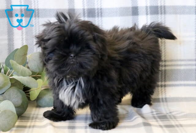 Adorable Shih Tzu puppy with a fluffy black coat and a charming white chest patch, standing sweetly on a soft plaid blanket, featuring a round face, short snout, and soft, tousled fur, with a cozy backdrop and subtle greenery accents image